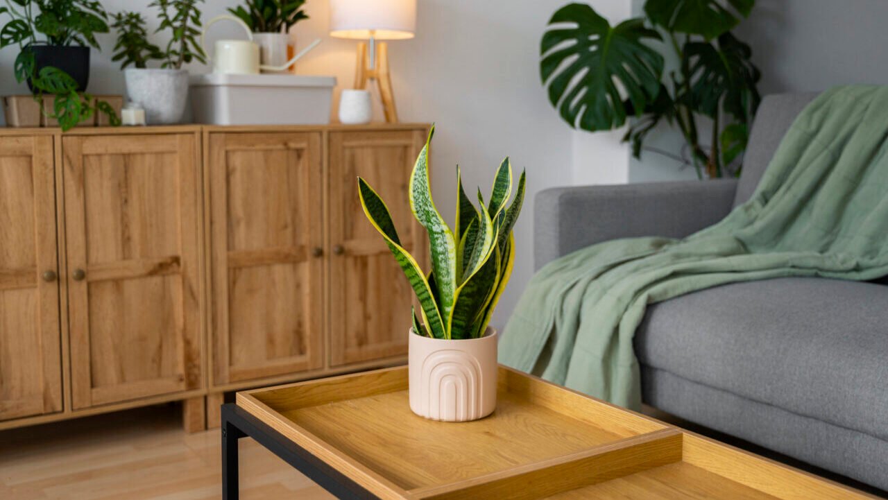 Paisagismo em apartamento com decoração moderna: sala de estar com plantas ornamentais em vasos, móveis de madeira e toque aconchegante com manta sobre o sofá.