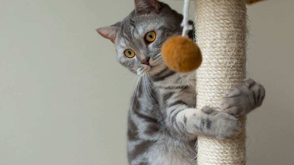 Gato cinza brinca em arranhador com bola de sisal, mostrando como acessórios funcionais e discretos podem compor uma decoração pet friendly sem perder a elegância.